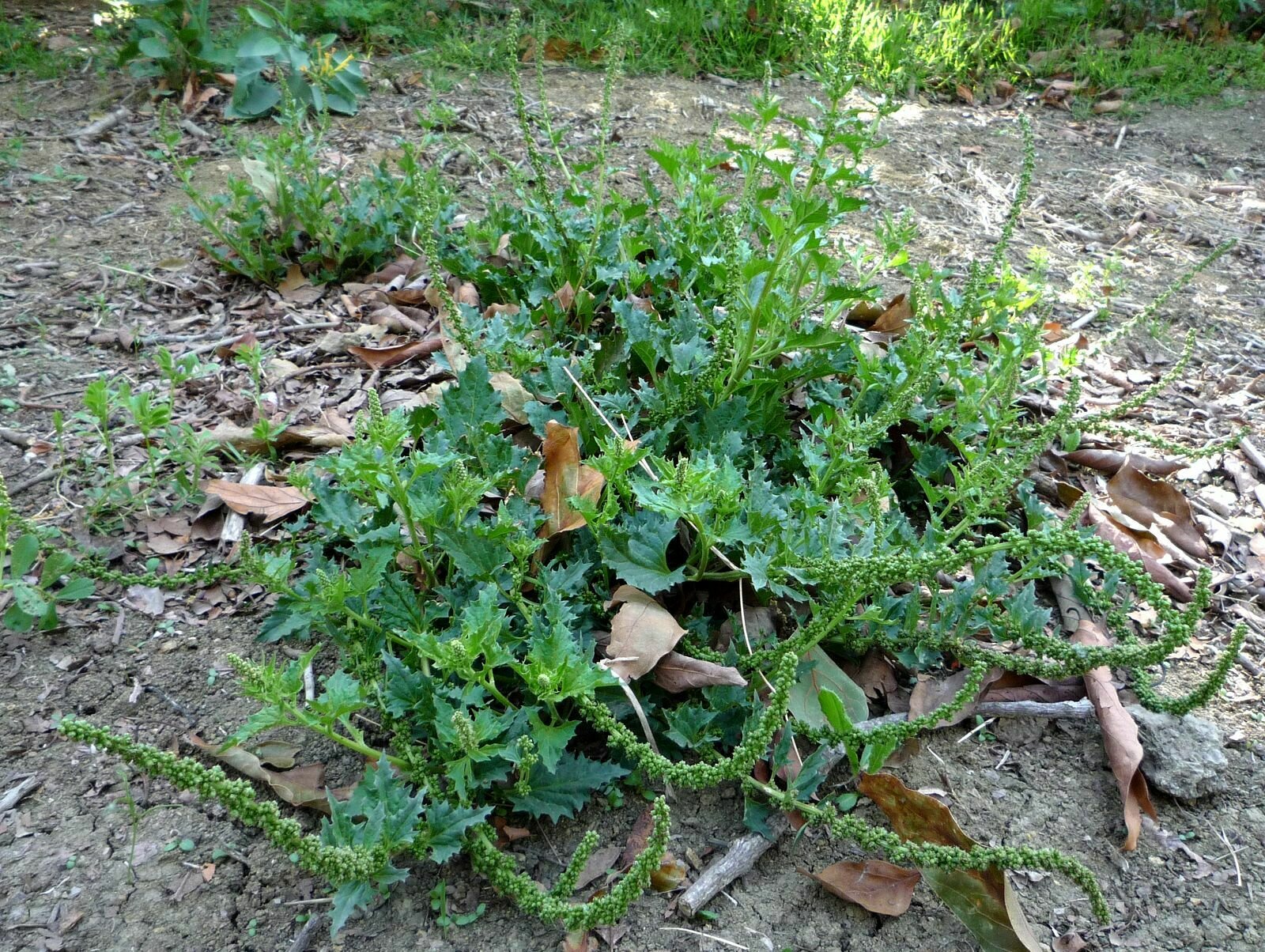 High Resolution Chenopodium californicum Plant